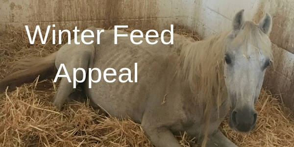 Remus Memorial Horse Sanctuary