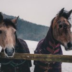 Remus Rugging Horses