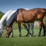 Remus Apollo and Clyde