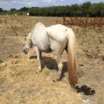 Remus White Horse