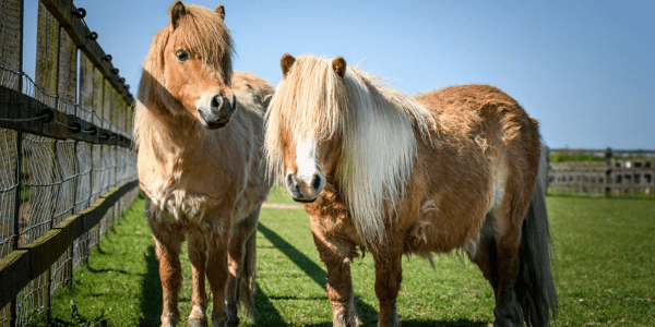 Remus Memorial Horse Sanctuary