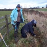 Two women planting a hedge