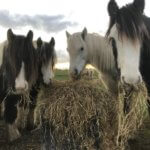 Remus Horse Sanctuary Horses Eating Hay