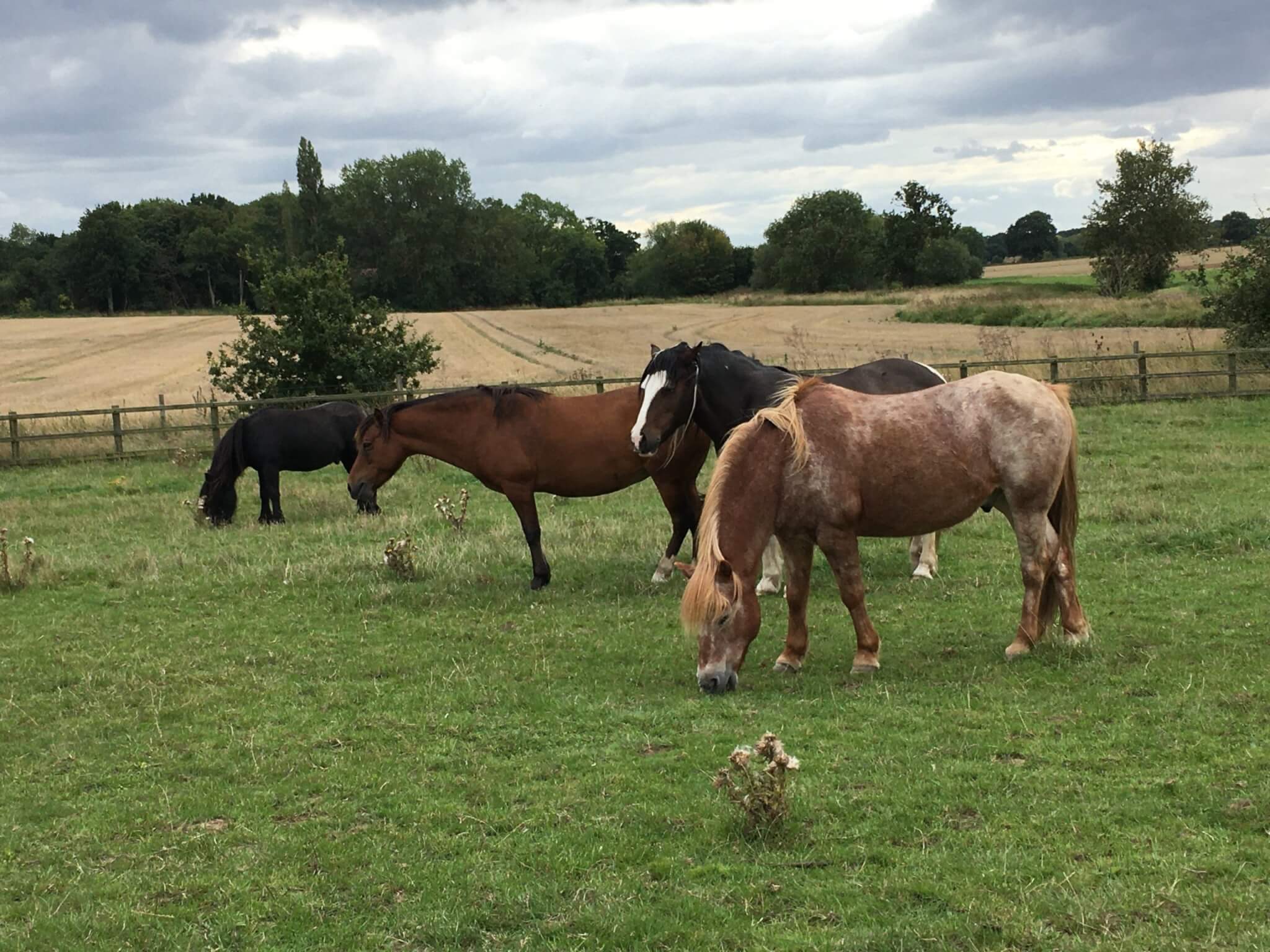 Colic Awareness Week - Remus Horse Sanctuary