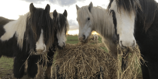 Remus Memorial Horse Sanctuary