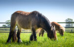 Shetlands at Remus Horse Sanctuary