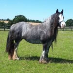 Bracken born to blind mum Holly