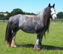 Bracken born to blind mum Holly at Remus Horse Sanctuary