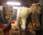 Damson April and Mopsey at Remus Horse Sanctuary