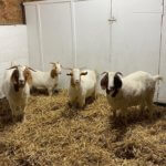 Remus Goats saved from slaughter
