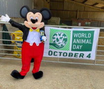 Remus World Animal Day Mickey Mouse