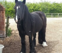 Remus Rescue Horse Grace