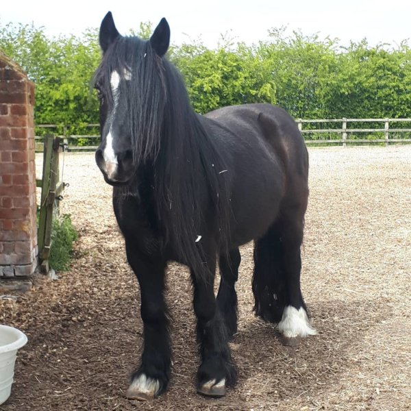 Remus Rescue Horse Grace