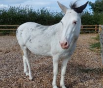 Jess mule born at Remus Horse Sanctuary