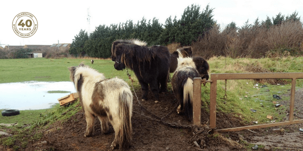 Remus Memorial Horse Sanctuary