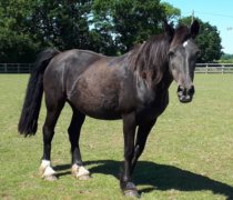 Remus rescue horse Blax