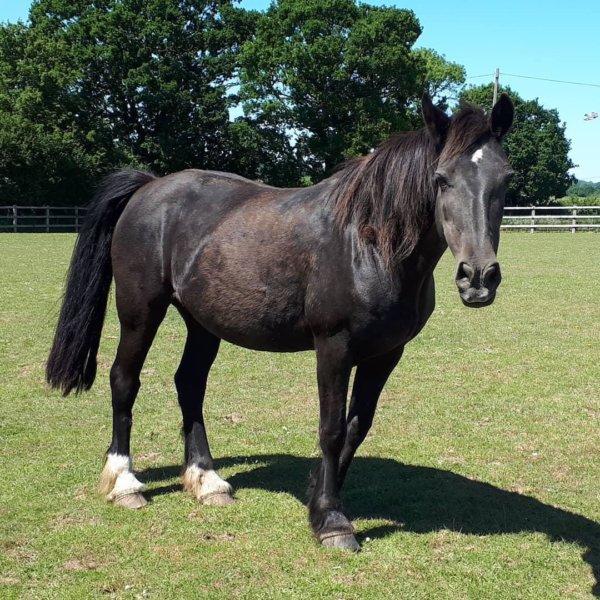 Remus rescue horse Blax