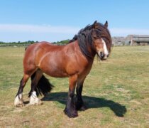 Dante at Remus Horse Sanctuary