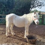 Tiffany at Remus Horse Sanctuary