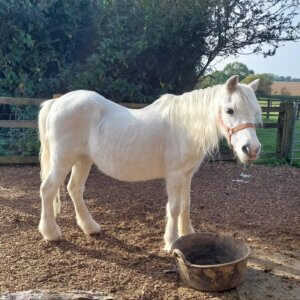 Tiffany at Remus Horse Sanctuary