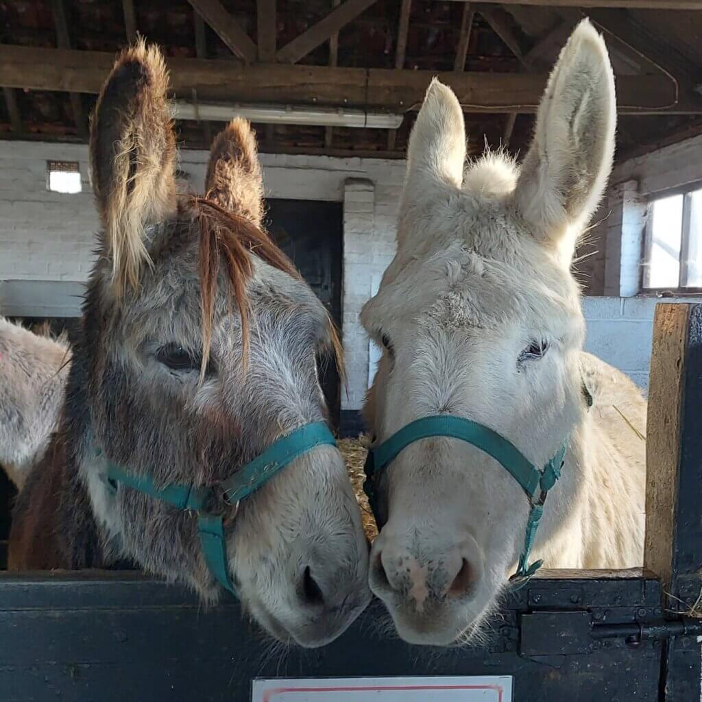 William and Coco