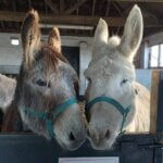 William and Coco