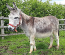 Rescue donkey Hovis at Remus Horse Sanctuary