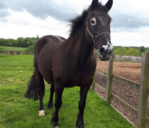 Rescue horse Minstral at Remus Horse Sanctuary
