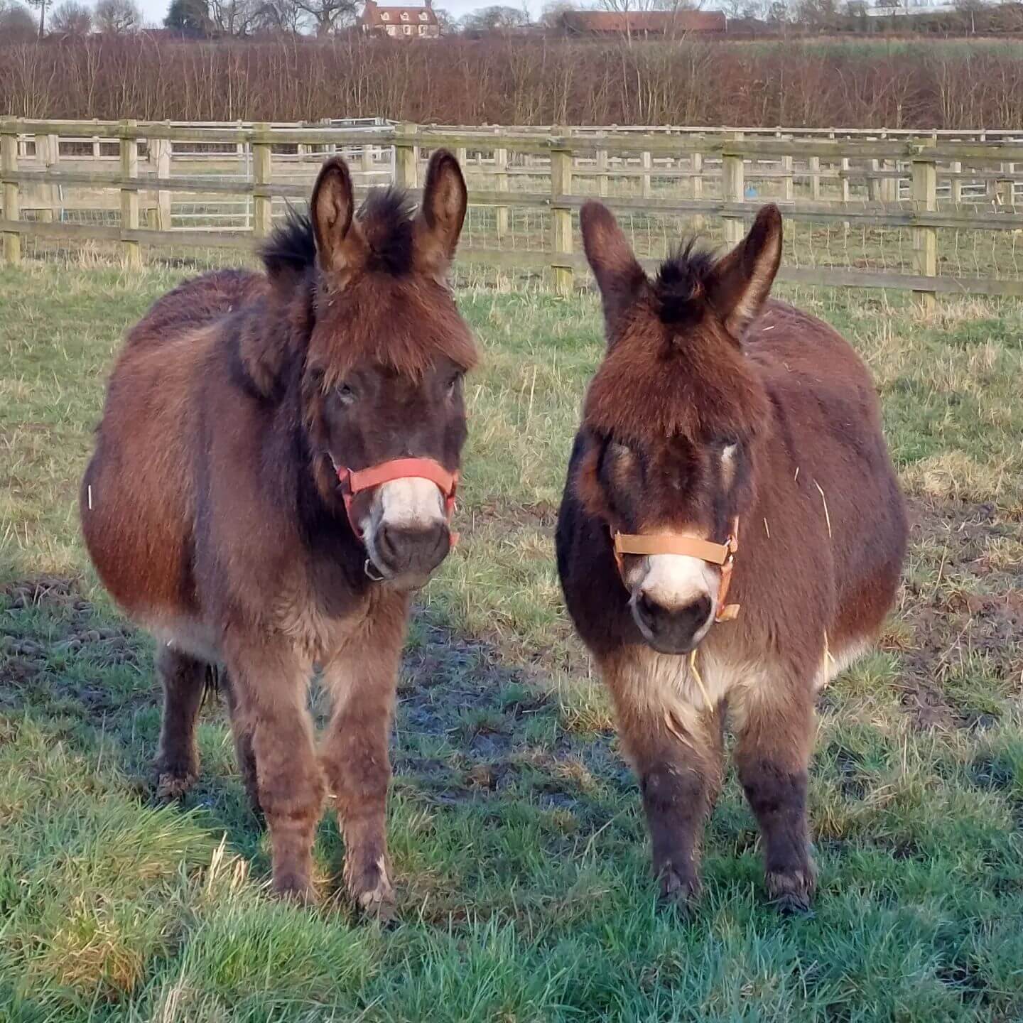 Rescued Donkeys Wesley and Spencer at Remus Horse Sanctuary