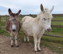 Rescued donkeys Coco and William at Remus Horse Sanctuary