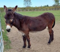 Davey Donkey at Remus