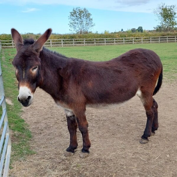 Davey Donkey at Remus