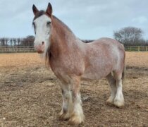 Rescue horse Holly at Remus Horse Sanctuary