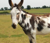 Remus rescue donkey Harvey