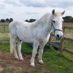 Remus rescue horse Scotty