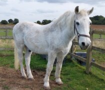 Remus rescue horse Scotty