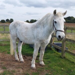Remus rescue horse Scotty