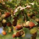 Acorns on Oak Tree