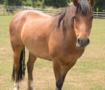 Rescue horse Rowan at Remus Horse Sanctuary