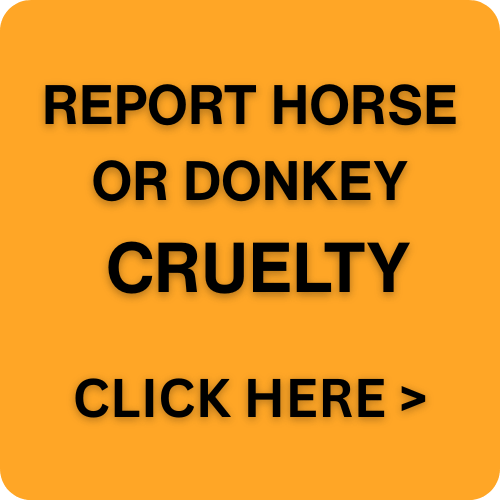 Report horse or donkey cruelty