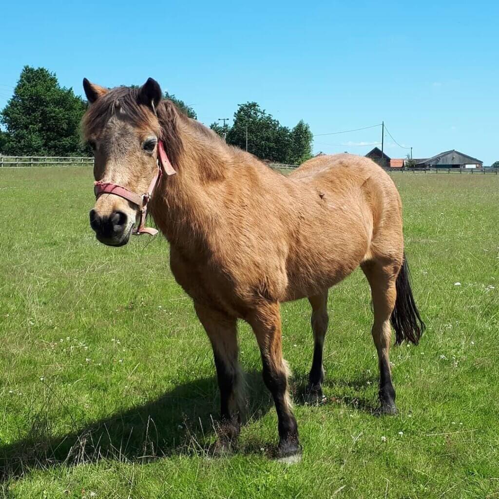 Rescue pony Toffee at Remus Horse Sanctuary