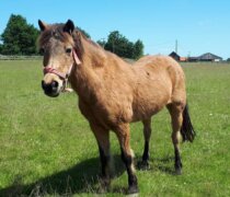 Rescue pony Toffee at Remus Horse Sanctuary