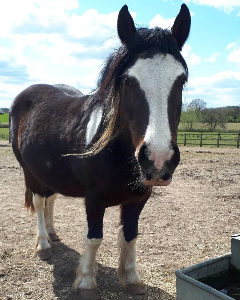 Willow born at Remus Horse Sanctuary to rescue horse Rowan