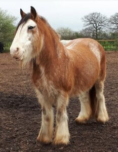 Beautiful Holly at Remus Horse Sanctuary