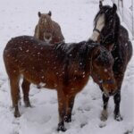 Remus rescue horses in snow