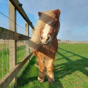 Little Stix at Remus Horse Sanctuary