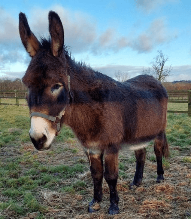Remus rescue Donkey Davey