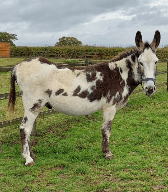 Remus rescue Donkey Harvey