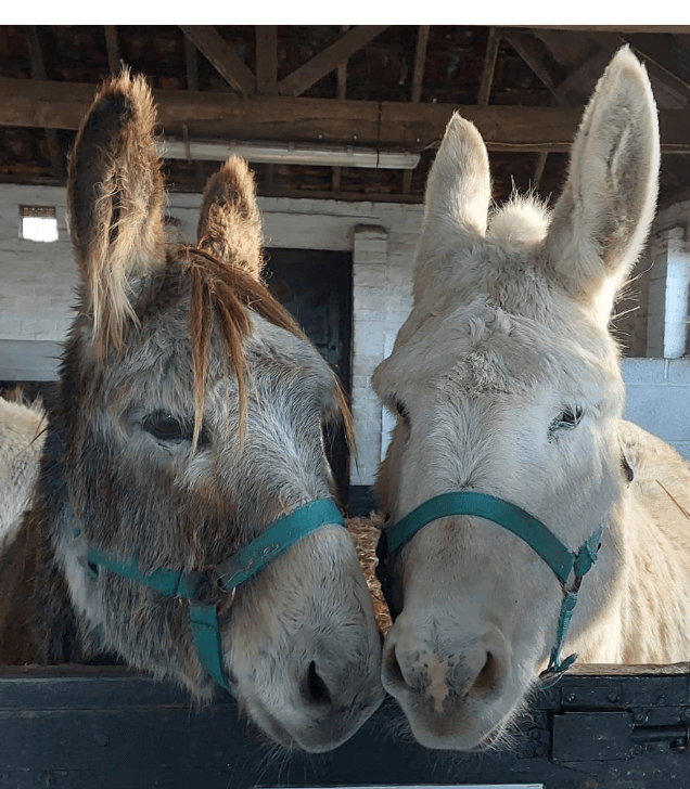 Remus rescue Donkeys Coco and William