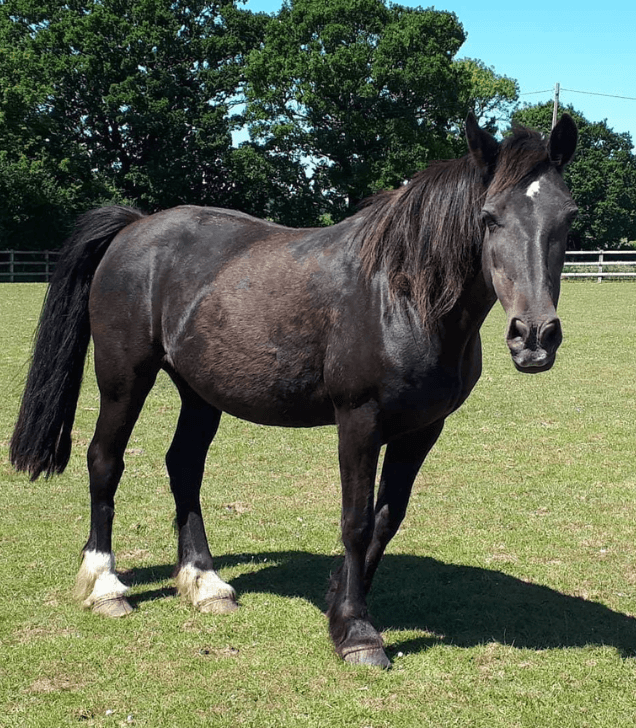Remus rescue Horse Blax